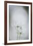 Floral Focus-Staffan Widstrand-Framed Giclee Print