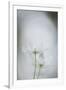 Floral Focus-Staffan Widstrand-Framed Giclee Print