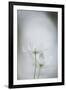 Floral Focus-Staffan Widstrand-Framed Giclee Print