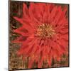 Floral Frenzy Red V-Alan Hopfensperger-Mounted Art Print