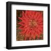 Floral Frenzy Red V-Alan Hopfensperger-Framed Art Print