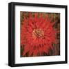 Floral Frenzy Red VI-Alan Hopfensperger-Framed Art Print