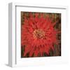Floral Frenzy Red VI-Alan Hopfensperger-Framed Art Print