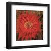 Floral Frenzy Red VI-Alan Hopfensperger-Framed Art Print