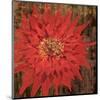 Floral Frenzy Red VI-Alan Hopfensperger-Mounted Art Print