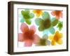 Floral Friends III-Hannah Carlson-Framed Art Print