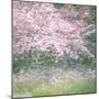 Floral Froth I-Doug Chinnery-Mounted Photographic Print