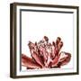 Floral Fusion - Focus-Mike Toy-Framed Giclee Print