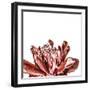 Floral Fusion - Focus-Mike Toy-Framed Giclee Print