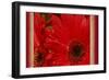 Floral Fusion-Morgan and Hibberd-Framed Art Print