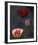 Floral Hope-Mikael Svensson-Framed Giclee Print