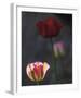 Floral Hope-Mikael Svensson-Framed Giclee Print