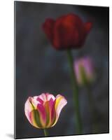 Floral Hope-Mikael Svensson-Mounted Giclee Print