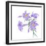 Floral III-Linda Baliko-Framed Art Print