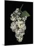 Floral Illusion - Flourish-Diane Lucas-Mounted Giclee Print