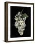 Floral Illusion - Flourish-Diane Lucas-Framed Giclee Print