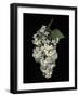 Floral Illusion - Flourish-Diane Lucas-Framed Giclee Print