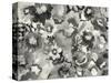 Floral in Black and White-Neela Pushparaj-Stretched Canvas