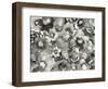 Floral in Black and White-Neela Pushparaj-Framed Photographic Print