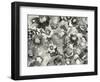 Floral in Black and White-Neela Pushparaj-Framed Photographic Print