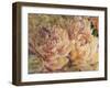 Floral in Bloom III-Tim OToole-Framed Art Print