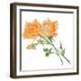 Floral IV-Linda Baliko-Framed Art Print