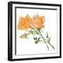 Floral IV-Linda Baliko-Framed Art Print