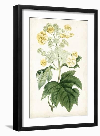 Floral Lace II-Curtis-Framed Art Print
