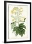 Floral Lace II-Curtis-Framed Art Print