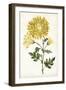 Floral Lace IV-Curtis-Framed Art Print