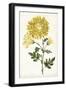 Floral Lace IV-Curtis-Framed Art Print