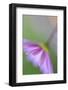 Floral light-Heidi Westum-Framed Photographic Print