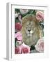 Floral Lion-Diane Stimson-Framed Art Print