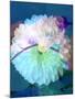 Floral Montage, Photograph Layer Work of a Dahlia and Orchid-Alaya Gadeh-Mounted Photographic Print