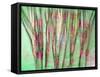 Floral Montage-Alaya Gadeh-Framed Stretched Canvas