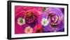 Floral Montages of Rose Blossoms-Alaya Gadeh-Framed Photographic Print