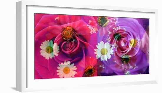 Floral Montages of Rose Blossoms-Alaya Gadeh-Framed Photographic Print