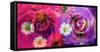 Floral Montages of Rose Blossoms-Alaya Gadeh-Framed Stretched Canvas