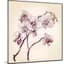 Floral Orchid Hand Drawn Vector-VladisChern-Mounted Art Print