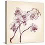 Floral Orchid Hand Drawn Vector-VladisChern-Stretched Canvas