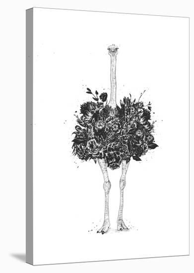 Floral Ostrich-Balazs Solti-Stretched Canvas