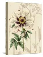 Floral Pairings II-Vision Studio-Stretched Canvas