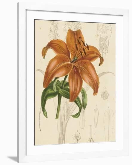 Floral Pairings IV-Vision Studio-Framed Art Print