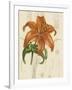 Floral Pairings IV-Vision Studio-Framed Art Print