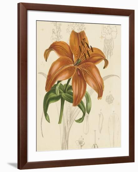 Floral Pairings IV-Vision Studio-Framed Art Print