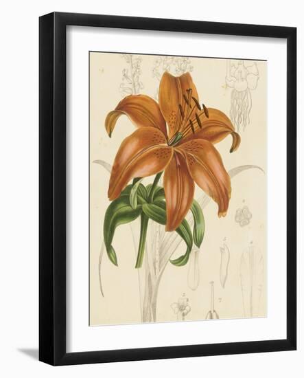 Floral Pairings IV-Vision Studio-Framed Art Print