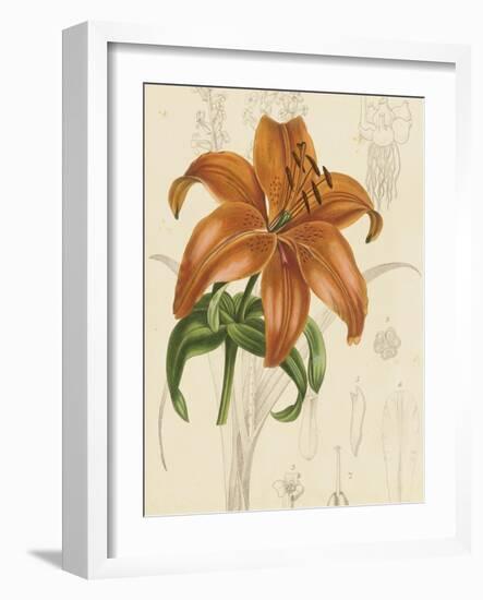 Floral Pairings IV-Vision Studio-Framed Art Print