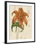 Floral Pairings IV-Vision Studio-Framed Art Print