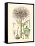 Floral Passion I-Samuel Curtis-Framed Stretched Canvas