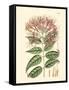 Floral Passion II-Samuel Curtis-Framed Stretched Canvas